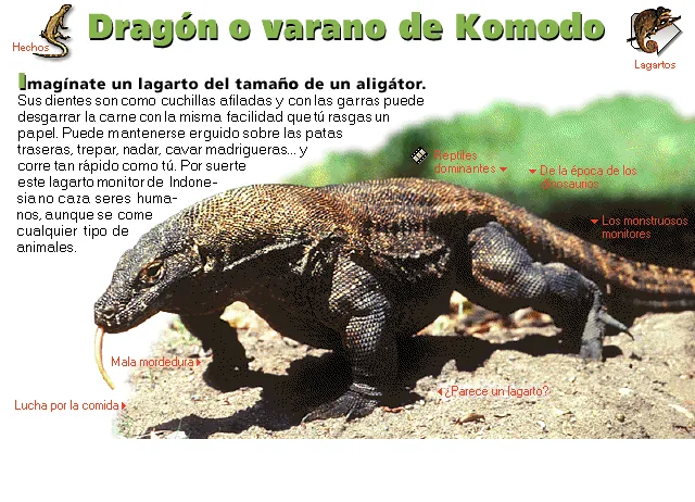 Dragón o varano de Komodo