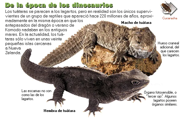 De la época de los dinosaurios
