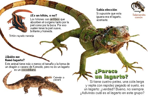 ¿Parece un lagarto?