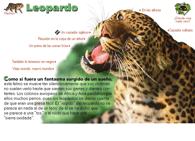 Leopardo