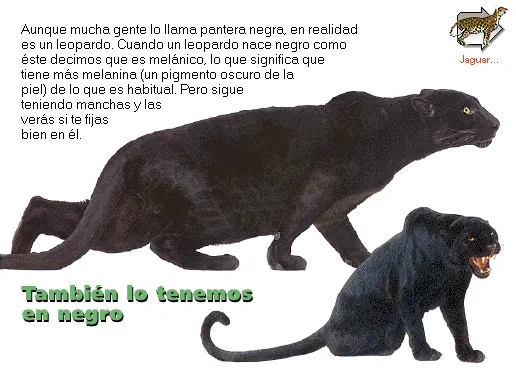 También lo tenemos en negro