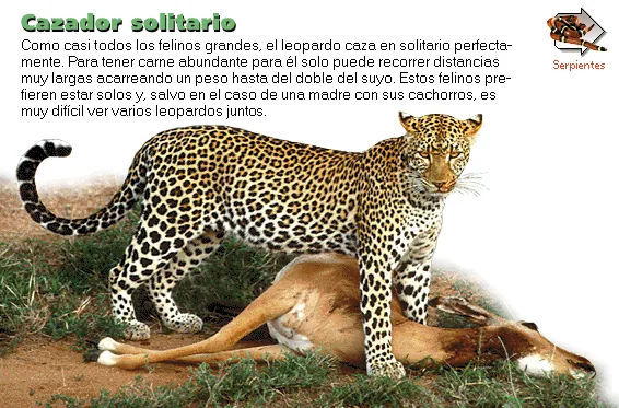 Cazador solitario