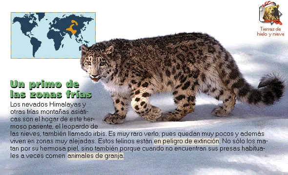 Un primo de las zonas frías