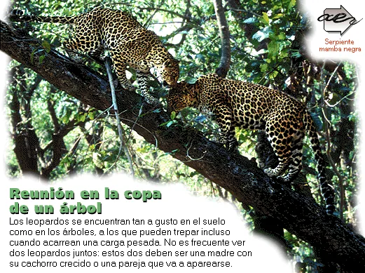Reunión en la copa de un árbol