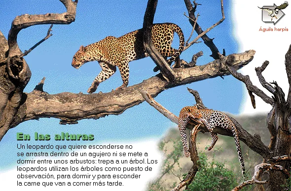 En las alturas