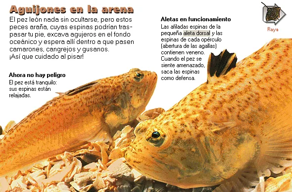 Aguijones en la arena