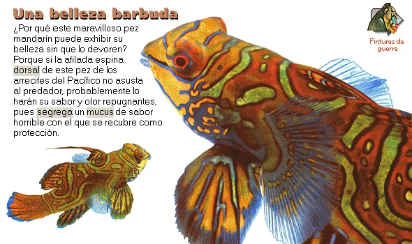 Una belleza barbuda