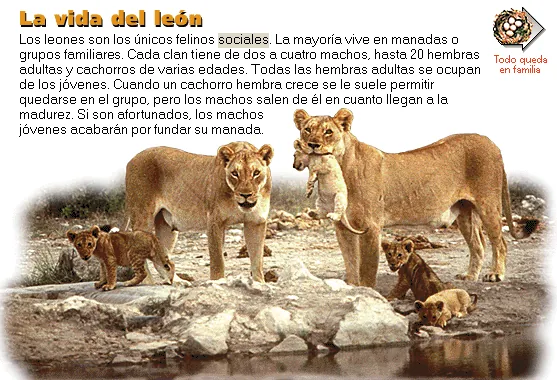La vida del león