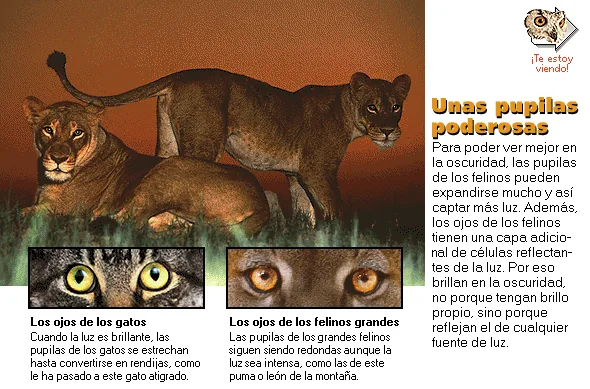 Unas pupilas poderosas