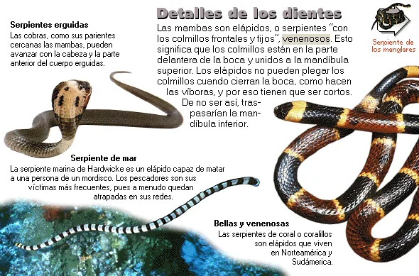 Detalles de los dientes