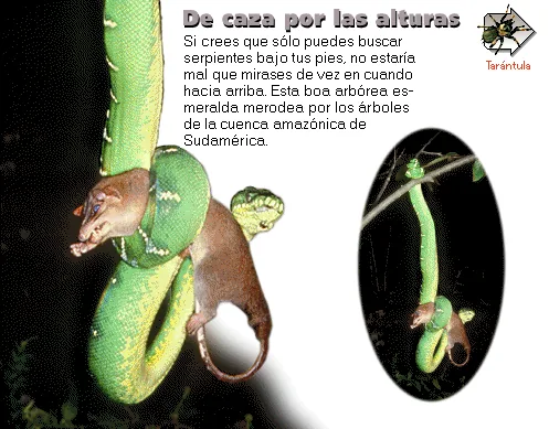 De caza por las alturas