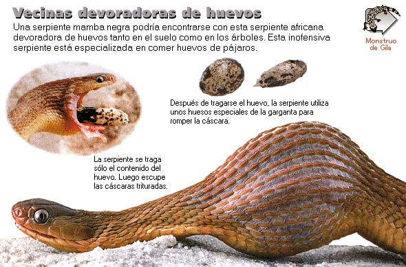 Vecinas devoradoras de huevos