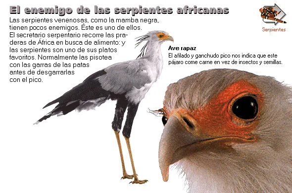 El enemigo de las serpientes africanas