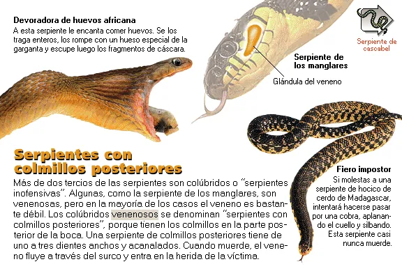 Serpientes con colmillos posteriores