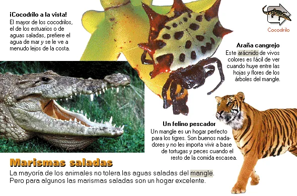 Marismas saladas