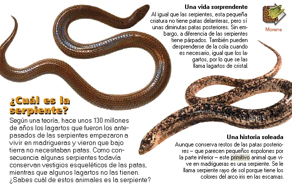 ¿Cuál es la serpiente?