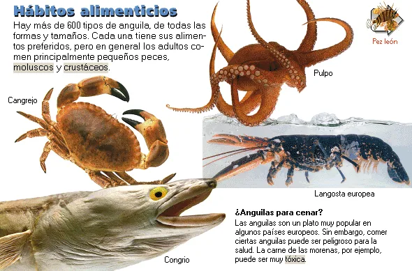 Hábitos alimenticios