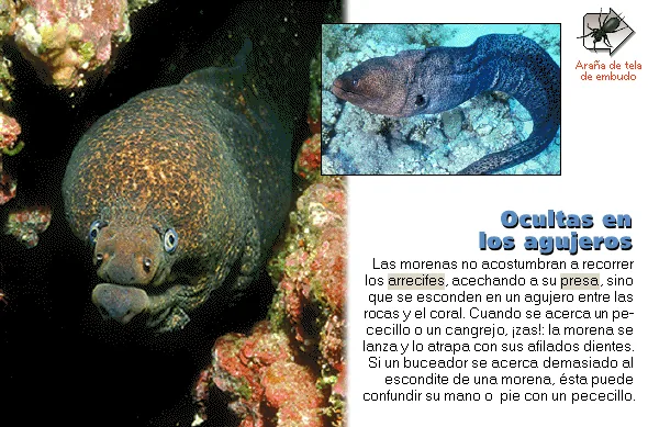 Ocultas en los agujeros