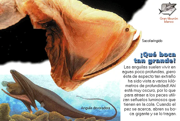 ¡Qué boca tan grande!