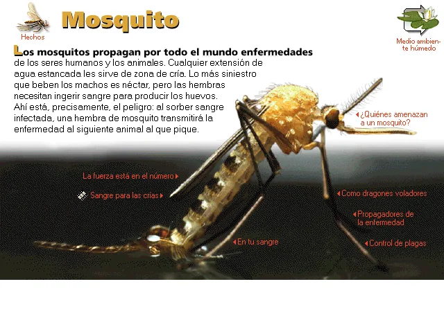 Mosquito