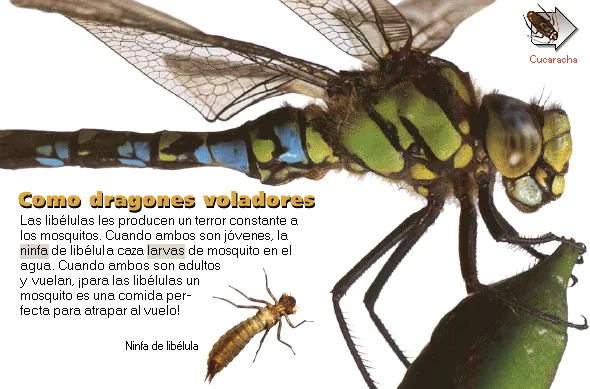 Como dragones voladores