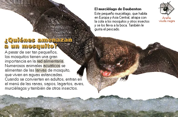 ¿Quiénes amenazan a un mosquito?