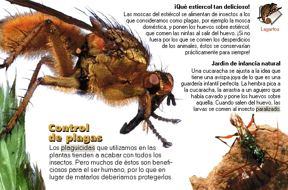 Control de plagas