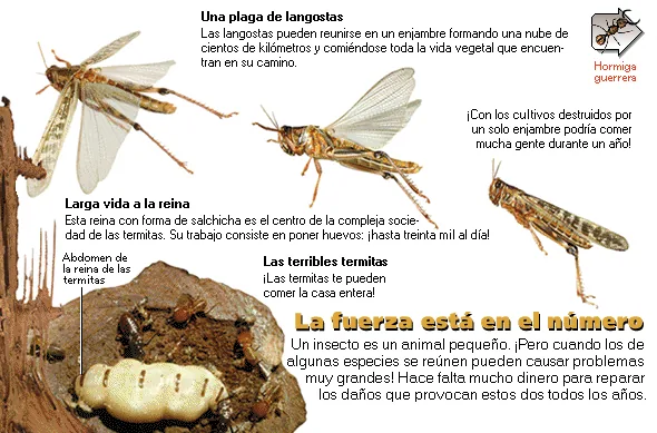 La fuerza está en el número