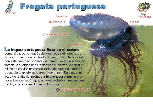 Fragata portuguesa