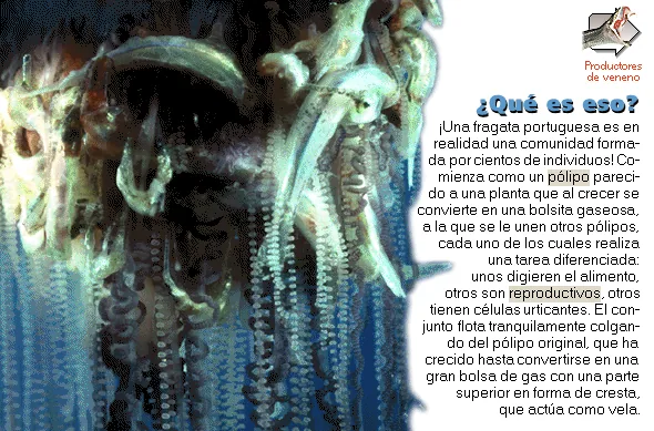 ¿Qué es eso?