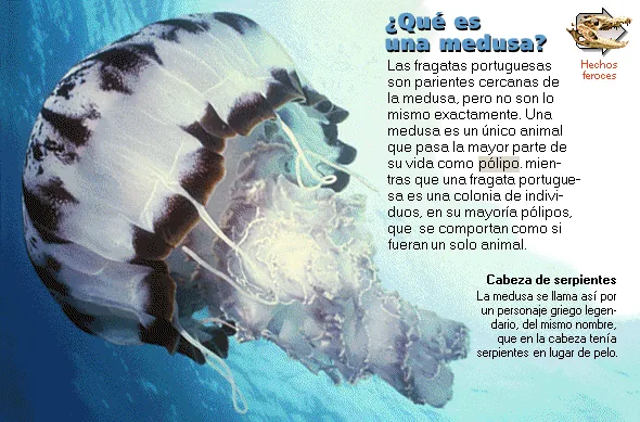 ¿Qué es una medusa?