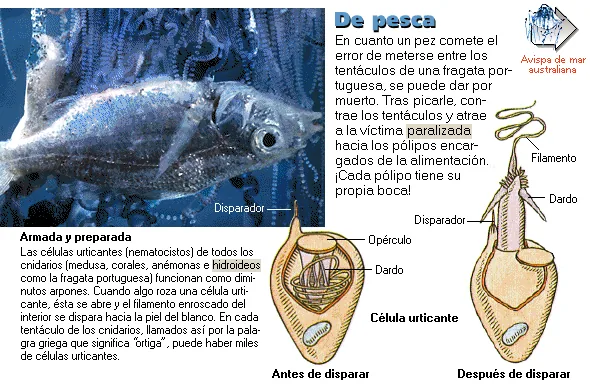 De pesca