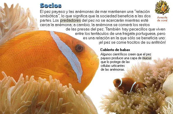 Socios