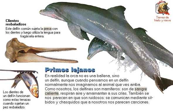 Primos lejanos
