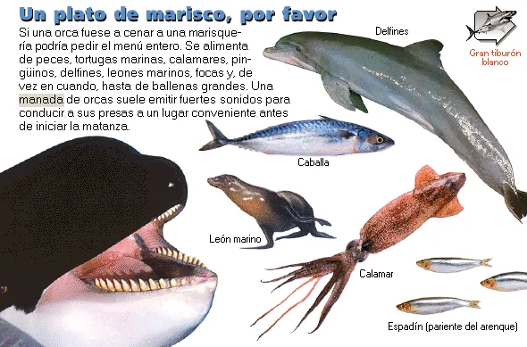 Un plato de marisco, por favor