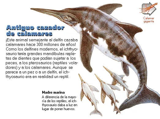 Antiguo cazador de calamares