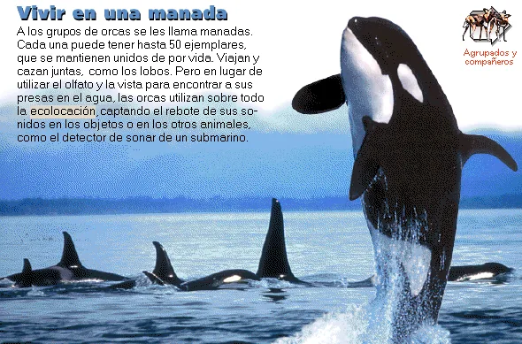 Vivir en una manada