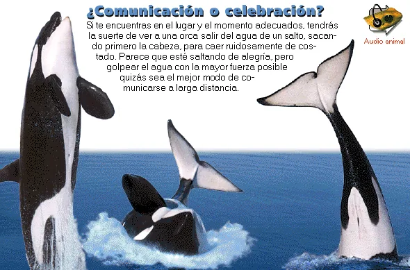 ¿Comunicación o celebración?