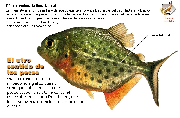 El otro sentido de los peces