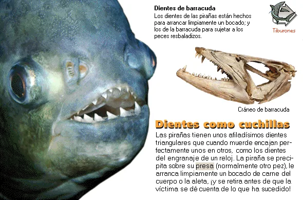Dientes como cuchillas