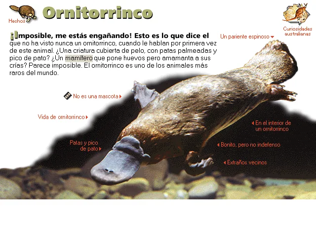 Ornitorrinco