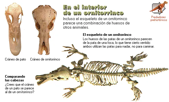 En el interior de un ornitorrinco