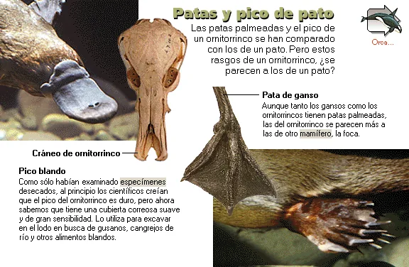 Patas y pico de pato