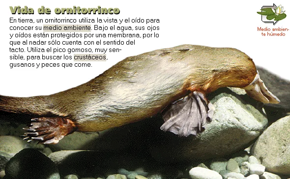 Vida de ornitorrinco
