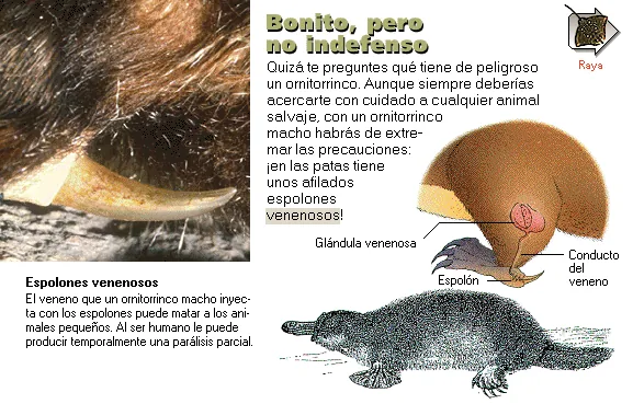 Bonito, pero no indefenso