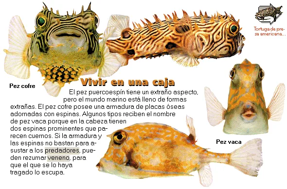 Vivir en una caja
