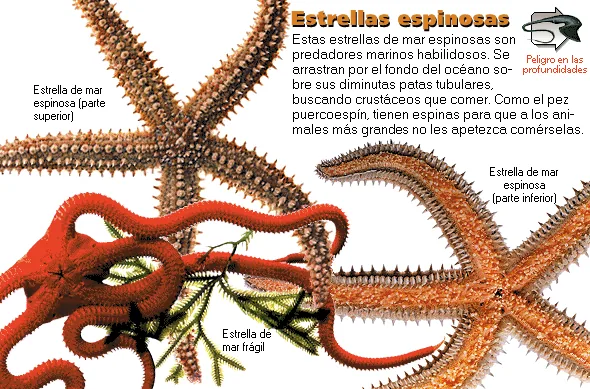 Estrellas espinosas