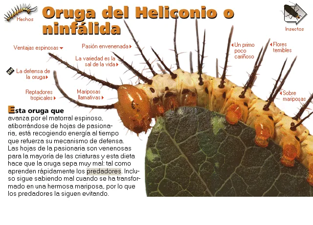 Oruga del Heliconio o ninfálida