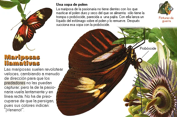 Mariposas llamativas