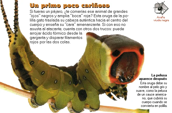 Un primo poco cariñoso